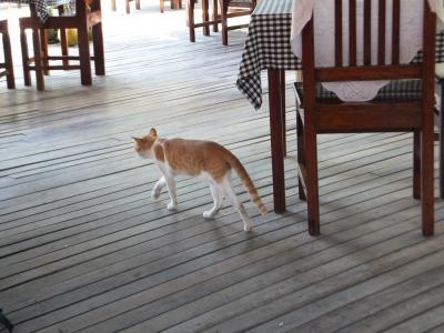 ミャンマー　2014.12　Vol.12　どうぶつ特集その他