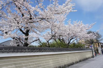 桜の京都へ