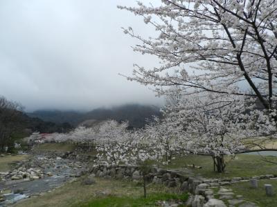 『マキノ高原』と『調子ヶ滝』◆遅めの桜を求めて滋賀県北部へ≪その２≫