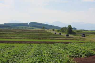 初夏の美瑛，富良野