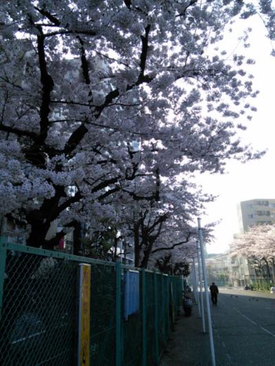 お散歩「大森駅周辺」春が来た(*^^*)