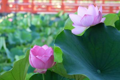 新潟県の津南のあたりから上越、妙高、そして信州善光寺（2日目）