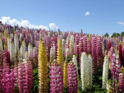 夏空・花の丘5days北海道(6） ６月の四季彩の丘はルピナス満開　思わず歌うよ、あの歌を。【美瑛編】