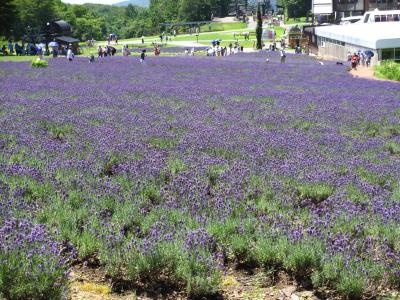 たんばらラベンダーパークと吹割の滝