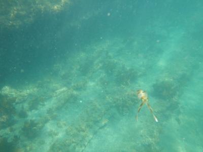 今年はゆっくり初泳ぎ・・・千葉、館山　沖ノ島　２０１５