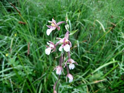 Tiroler Zugspitz Arena で滞在型のんびりハイキングの旅 ⑧ ORCHID HIKING TOURS