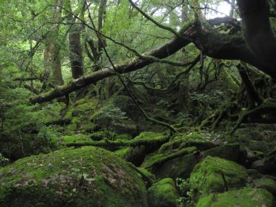 自然の宝庫　屋久島?　白谷雲水峡編