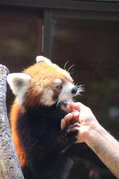 風太くんの奥さんチイチイちゃんの追悼講演が聞きたくて猛暑の千葉市動物公園へ（３）レッサーパンダ特集：悠々自適に過ごす男子３世代～風太くん・息子のクウタくん・孫の源太くん