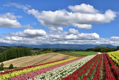 美しい彩りの反物を広げたようなお花畑「四季彩の丘」（北海道）