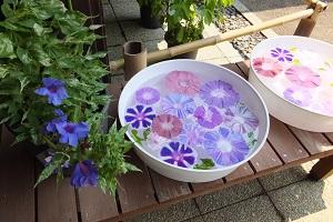 くらしの植物苑 「伝統の朝顔」展 2015