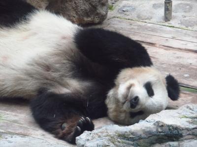 ぐだぐだ北京4★パンダもグッタリ　真夏の北京動物園