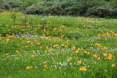 白馬花紀行③栂池自然園