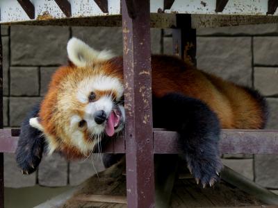 真夏のレッサーパンダ紀行【４】 浜松市動物園　来春に向けての変化の兆し！？おだやかな換毛に成功したチイタ君とダイエットに成功したテルちゃん ＆ のんほい チャッピー君 ＆ 東山ナイト　　