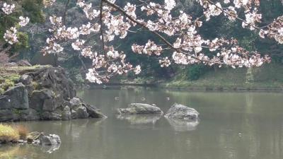 小石川後楽園はお花見の穴場スポットでした！！