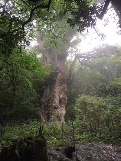 ロケットの種子島・世界遺産屋久島