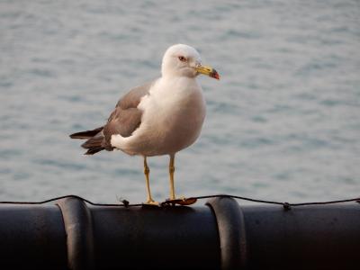 夏の北陸をぐるっと!   ~    1.   七尾・和倉温泉編   ~