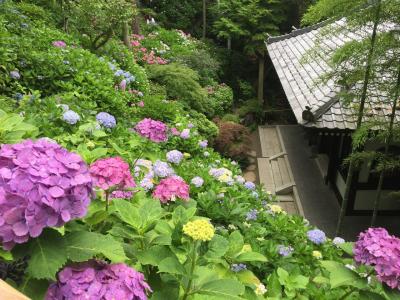 鎌倉紫陽花巡り