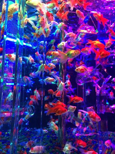 アートアクアリウム2015～日本橋COREDO室町～