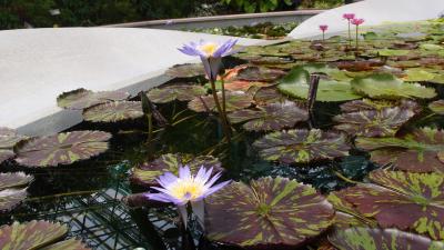 蓮畑、草津水生植物園