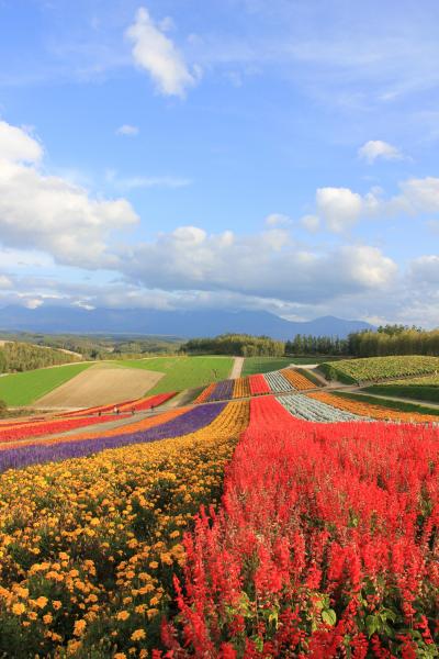 北海道旅行～美瑛のお花畑と北海道大学へ＜４＞
