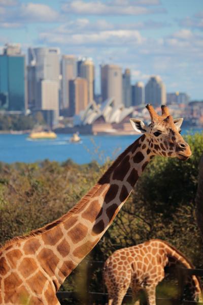 世界三大美港・シドニーへの旅 vol.2 タロンガ動物園・サンセットディナークルーズ