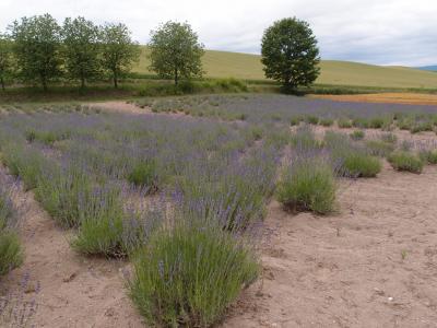 2015　美瑛　初日