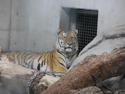 速報。天王寺動物園のナイトZOOは8/16まで。