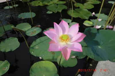 突然のバンコク旅行①