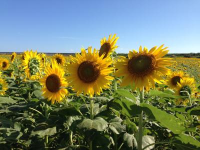 夏に元気をもらう旅