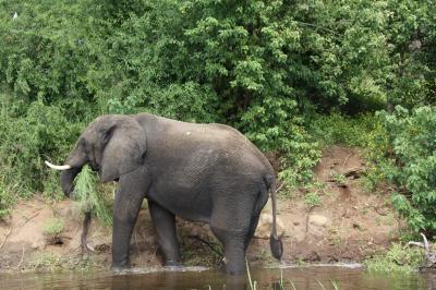 チョベ国立公園サファリ