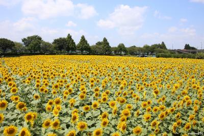 座間ひまわりまつり 2015