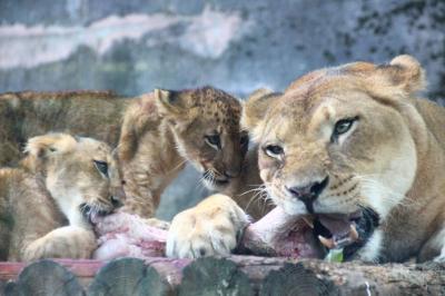 夏の多摩動物公園はナイトズー開園延長で10時間半満喫@（２）ライオンバスに乗って、ライオンの赤ちゃんたちを間近に見た！～アフリカとアジア圏の肉食猛獣たち