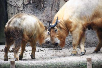 夏の多摩動物公園はナイトズー開園延長で10時間半満喫@（３）埼玉からお婿入りしたキリンのジルくんが分からない（苦笑）＆夜にくつろぐキリンたち＆キーパーズトークが聞けたアジアゾウ～アフリカとアジア圏の大型系草食動物たち