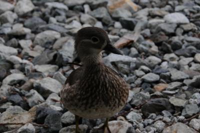 カルガモとたわむれる上高地