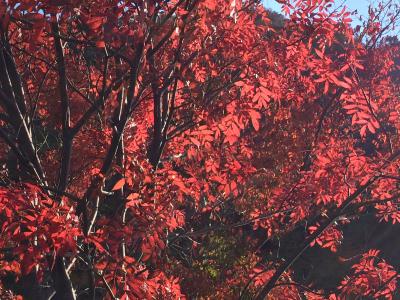 紅葉の日光中禅寺湖とイタリア大使館別荘日帰り旅行