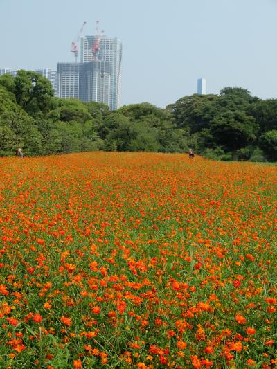 「暑さに負けずに　キバナコスモス　咲く　浜離宮恩賜庭園　」　2015