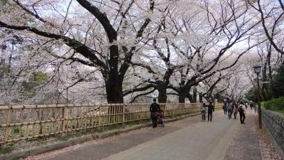 桜咲く名古屋訪問