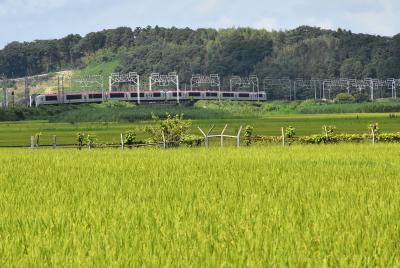 300冊記念「黄金色の田園風景に鉄道が似合う四街道の里」（千葉）