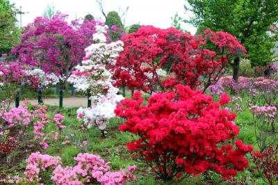 練馬区の区花つつじを巡る