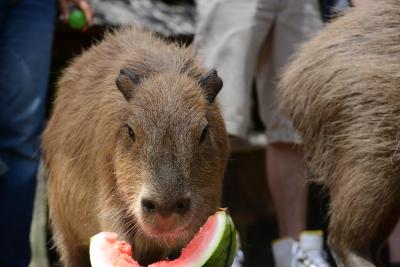 カピバラとのふれあいの旅　AROUND　THE　KYUSHU（阿蘇編）