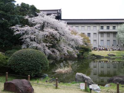 上野国立博物館で、お花見はいかが？