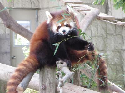 ＺＯＯめぐり２０１５　第５回（仙台市八木山動物園）前編