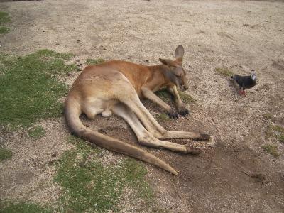 Gold Coast, Commonwealth of Australia 3