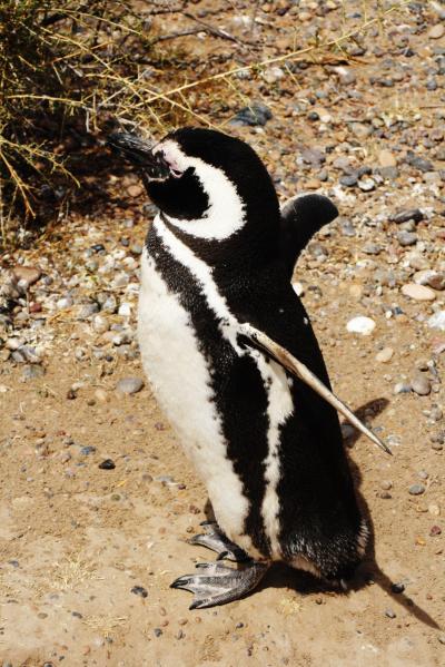 パタゴニア周遊記　vol.14　プンタ・トンボ