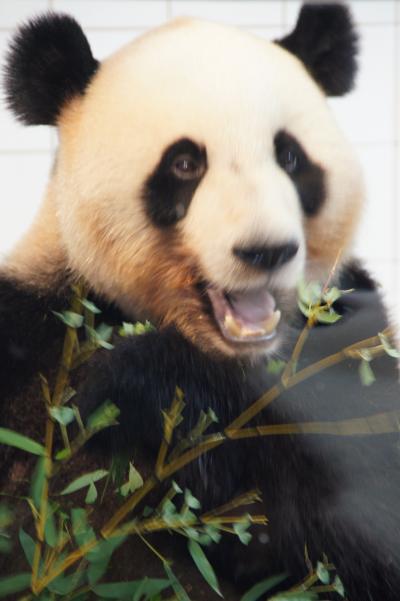 夏旅☆４歳児と南紀白浜３泊４日≪白良浜＆AWS編≫