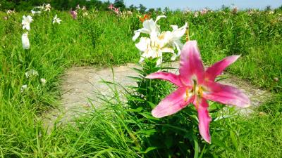 2015年8月♪小樽の春香山ゆり園