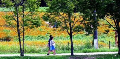 愛知牧場・四季彩の丘・黄花コスモス