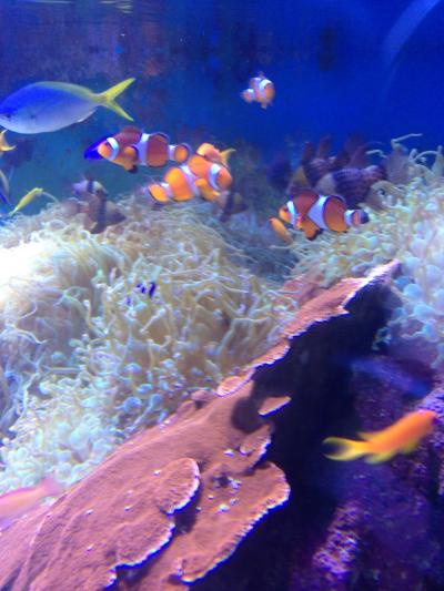 伊勢・鳥羽 ひとり旅 ③鳥羽水族館