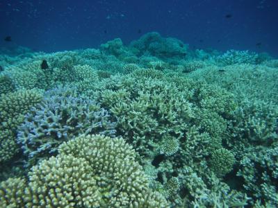 ネイチャーリゾート“ヴィラメンドゥ”③シュノーケル編 ドロップオフは竜宮城のよう♪