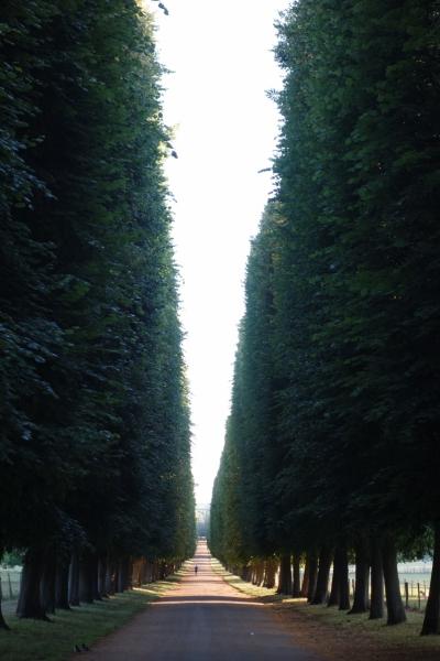 【予告編】出張のついでに(134)  ベルサイユの木立ちは、凄い高さだった！（2015年6月 パリ出張＋おまけのマドリード・フランクフルト）
